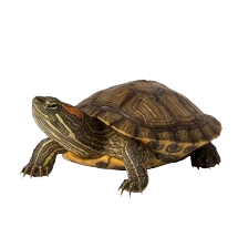 Las Tortugas