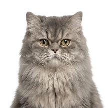 Los Gatos