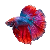 Los Peces